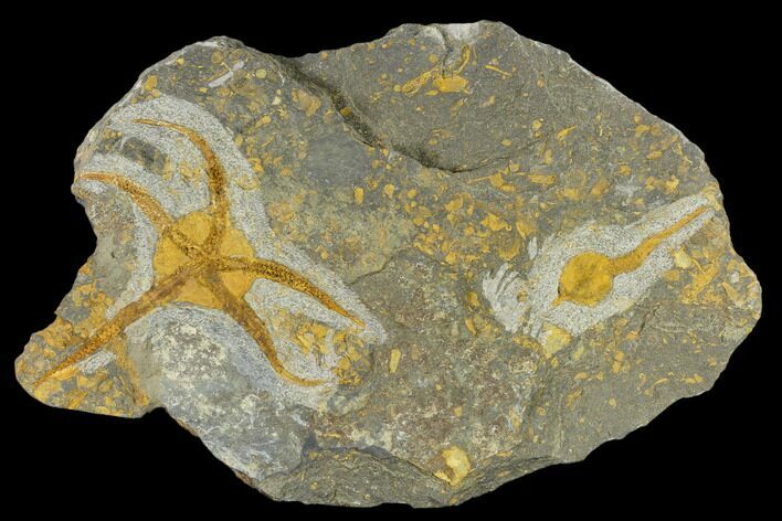 Ordovician Brittle Star (Ophiura) With Carpoid - Morocco #118172